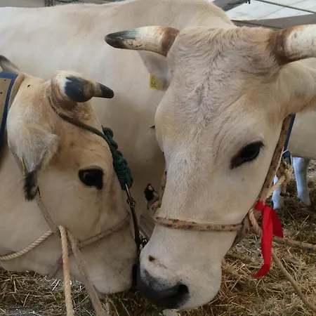 Tenuta La Fratta Agroturismo *