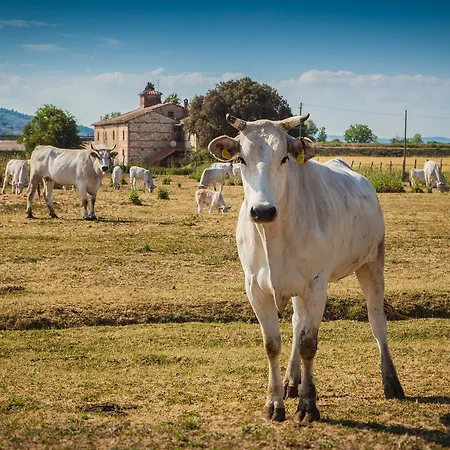 Agroturismo Tenuta La Fratta Sinalunga